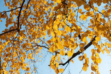 golden birch tree leaves on a blue sky