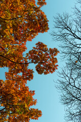 autumn oak leaves and bare tree on blue sky
