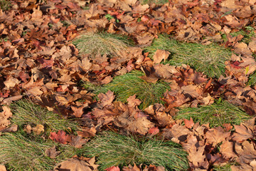 grass and dried leaves in the sun