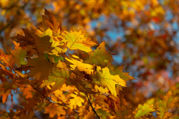autumn oak leaves in the park