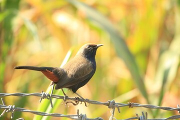 Closeup of a brown Indian robin perched on a barbed wire against the yellow background