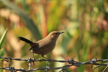 Closeup of a brown Indian robin perched on a barbed wire against the yellow background