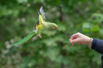 Rose-ringed Parakeet, Psittacula Krameri Manillensis, also known as the Ring-necked Parakeet, in flight hovering to be fed in London United Kingdom UK, medium-sized parrot. Beautiful colourful cute