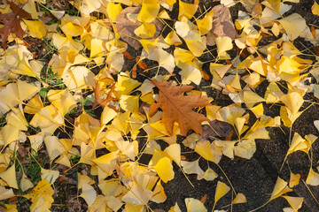 yellow gingko and oak leaves on the ground