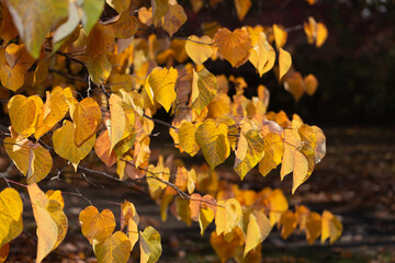 autumn leaves in the sun