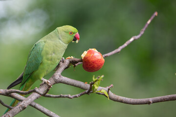 Rose-ringed Parakeet with fruit apple, Psittacula Krameri Manillensis, also known as the Ring-necked Parakeet, being fed in London hyde park United Kingdom UK, medium-sized parrot.