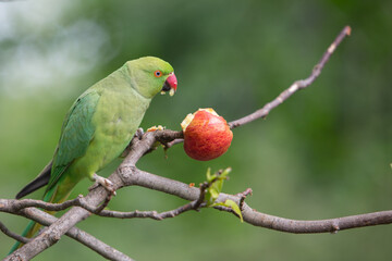 Rose-ringed Parakeet with fruit apple, Psittacula Krameri Manillensis, also known as the...