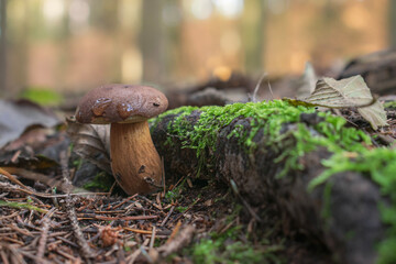 Brown boletus growing in the forest