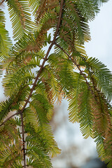 dawn redwood branch and blue sky in autumn