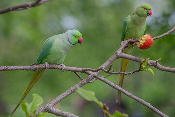 Rose-ringed Parakeet, Psittacula Krameri Manillensis, also known as the Ring-necked Parakeet, in flight hovering to be fed in London United Kingdom UK, medium-sized parrot. Beautiful colourful cute
