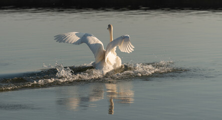 swans on the lake at sunset
