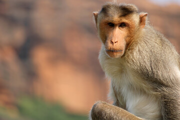 Bonnet Macaque Monkey in Badami Fort.