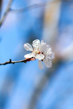 Shallow focus shot of a Sakura flower blooming on a tree branch with blur background
