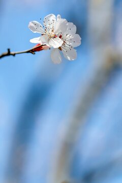 Beautiful Sakura flower blooming on a tree branch with blur background