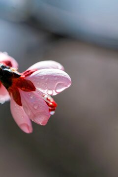 Vertical shot of the water drops on the petals of Japanese Cherry flower in bright sunlight
