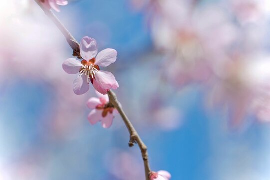 Selective focus shot of sakura flowers on tree branch in the garden with blur background