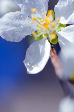 Macro shot of a white blossom flower with blur background