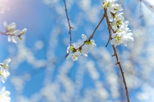 Selective focus shot of cherry blossom flowers in the garden with blur background