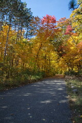 A path in Autumn season with Autumn trees