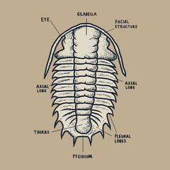 Vector illustration for t-shirt design with slogan. Vector illustration design for fashion fabrics, textile graphics, prints.