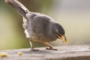 Closeup shot of a Jungle babbler (Turdoides striata) eating small nuts on the blurred background - obrazy, fototapety, plakaty