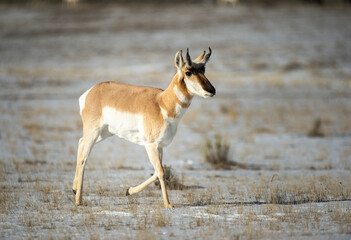 Pronghorn Antelope