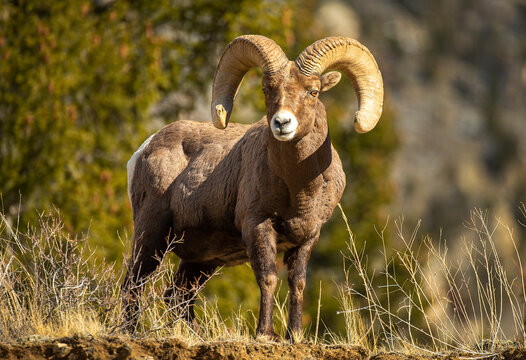 Big Horn Ram