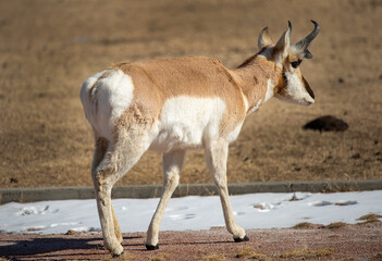 Pronghorn Antelope