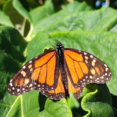 Photo macro d'un papillon monarque posé sur des feuilles dans la nature