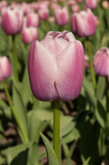 pink tulip close up