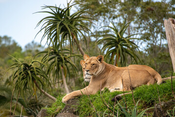 Lionesses (Panthera leo)