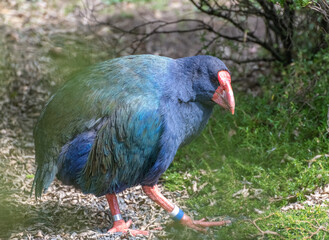 Takehe (Porphyrio hochstetteri)