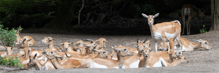 Rehe