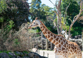 Giraffe (Giraffa camelopardalis)