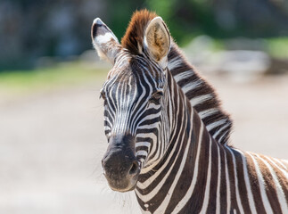Fototapeta na wymiar Zebras (subgenus Hippotigris)