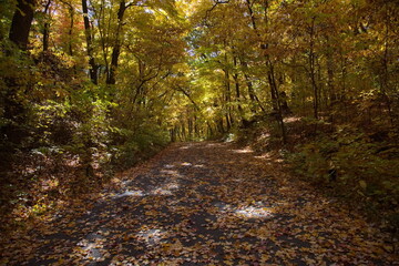 A path in Autumn season with Autumn trees