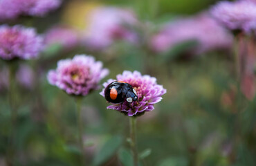 a black ladybug with orange flecks sits on a pink chrysanthemum flower