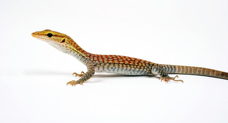 young Black-headed monitor, black-tailed monitor // Trauerwaran, Jungtier (Varanus tristis...