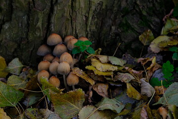 mushroom Coprinellus micaceus. Group of mushrooms on woods in nature in autumn forest