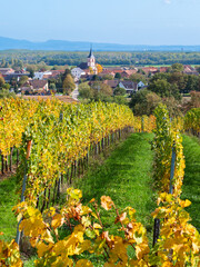 View through autumn vineyards towards the village of Berrwiller along the wine route in Alsace,...