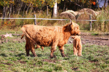 Highland cattle are a Scottish breed of cattle with long horns and long wavy coats which are...