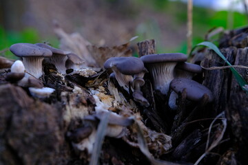 A healthy looking clutch of fresh oyster mushrooms growing out of the base of a dead tree....