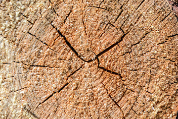 wood cut texture