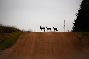White-tailed deer (odocoileus virginianus) silhouettes standing on a Wisconsin gravel road