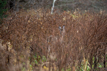 White-tailed deer (odocoileus virginianus) camouflaged with brush in a Wisconsin forest
