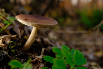 Deer Mushroom Pluteus cervinus on a birch tree stump among fooliage