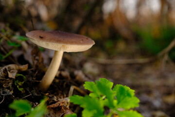 Deer Mushroom Pluteus cervinus on a birch tree stump among fooliage