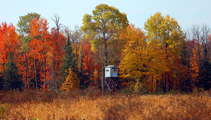 Deer hunting stand on the edge of the trees with the fall colorful leaves