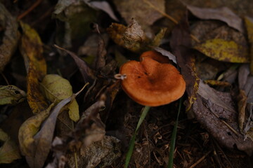 The top view and close-up of the orange-brown to orange-yellow mushroom hat of a false chanterelle, Hygrophoropsis aurantiaca.