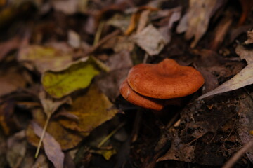 The top view and close-up of the orange-brown to orange-yellow mushroom hat of a false chanterelle,...